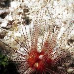 Magnificant Urchin