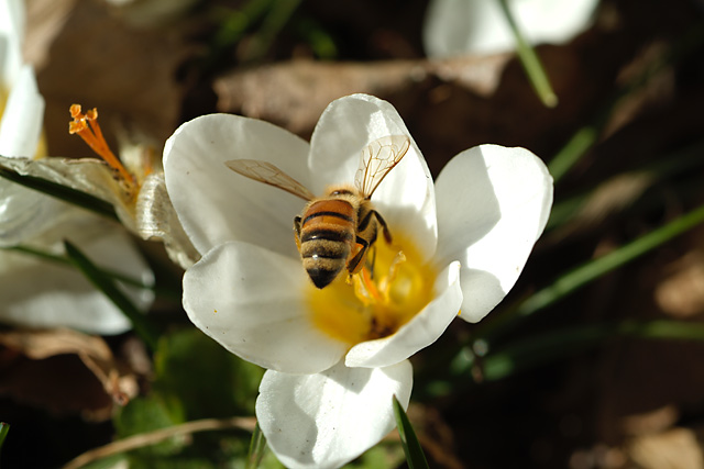 Bee in Crocus 3200