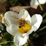Bee in Crocus 3200