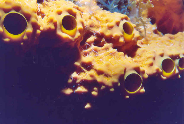 Sponge Close-up 1