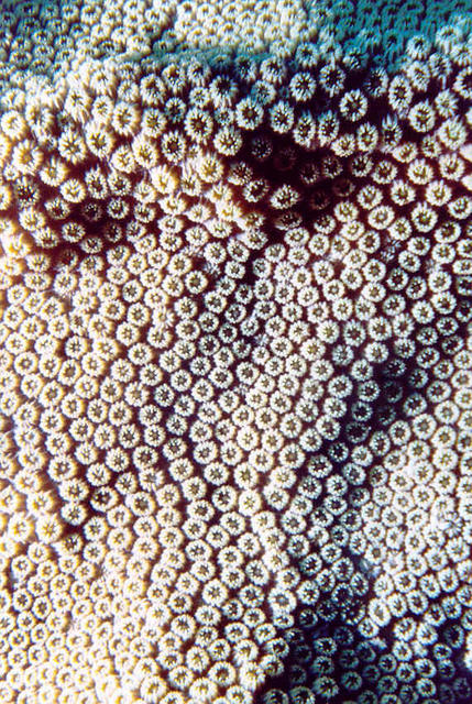 Coral Close-Up 1