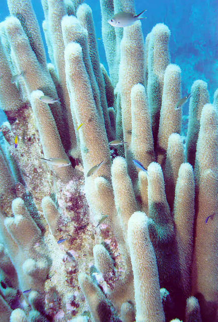 Feeding Coral 1