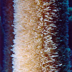 Feeding Coral Close-Up 1