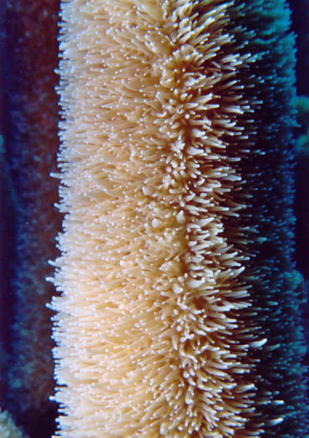 Feeding Coral Close-Up 1