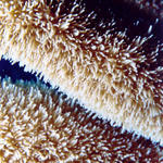 Feeding Coral Close-Up 2
