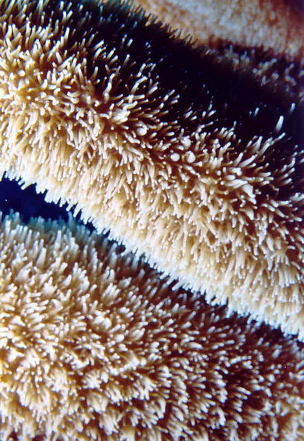 Feeding Coral Close-Up 2