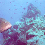 Grouper 2