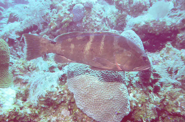 Grouper 3