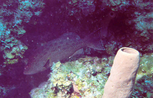 Grouper 4