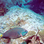 Parrot Fish 1