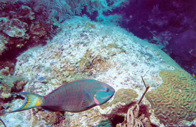 Parrot Fish 1