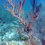 Sea Fan 1