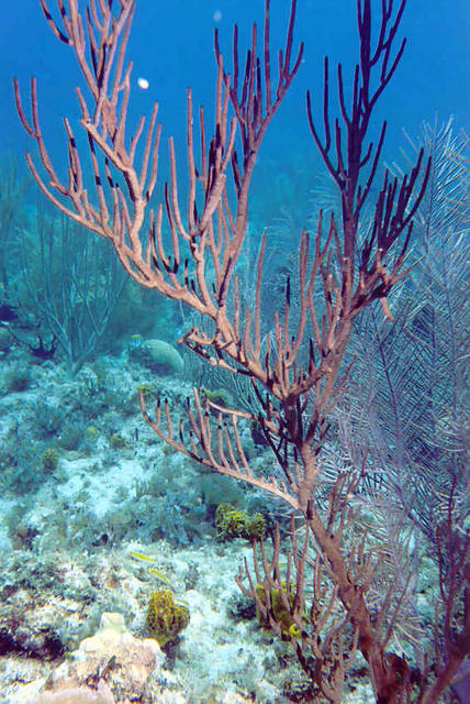 Sea Fan 1