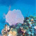 Sea Fan 2