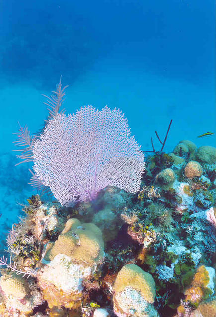 Sea Fan 2