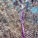 Sea Fan Close-Up 1