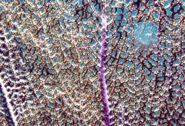 Sea Fan Close-Up 1