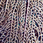 Sea Fan Close-Up 2