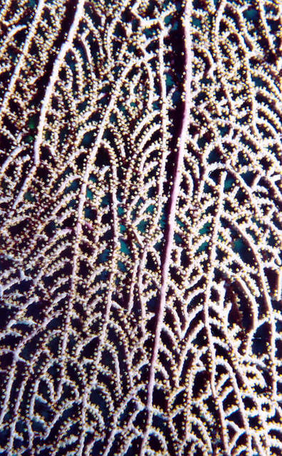 Sea Fan Close-Up 2