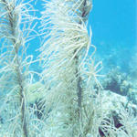 Sea Grass 1
