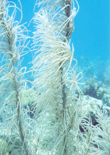 Sea Grass 1