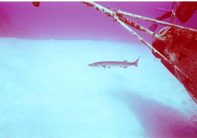 Barracuda on the Bow