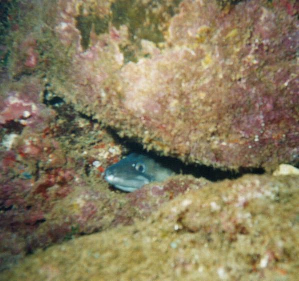 Conger Eel