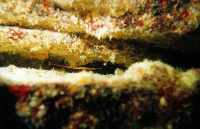 Juvenille Pipe Fish