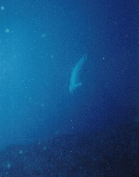 Monk Seal