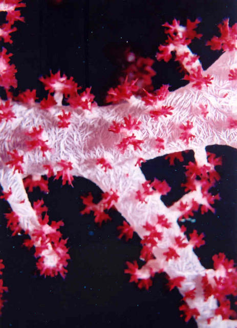 Soft Coral 2