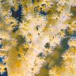 Soft Coral 4