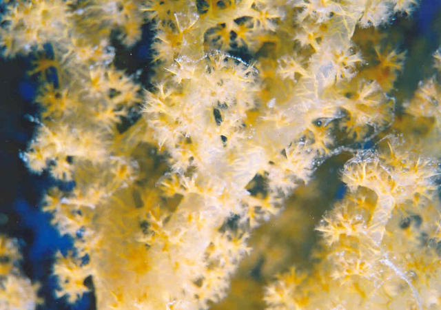 Soft Coral 4