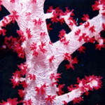 Soft Coral 5