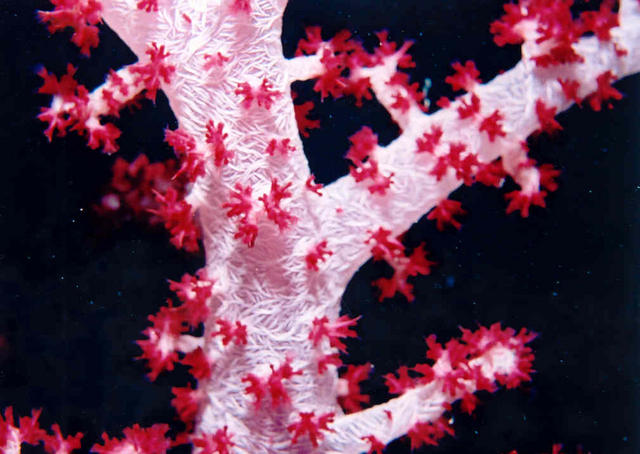 Soft Coral 5