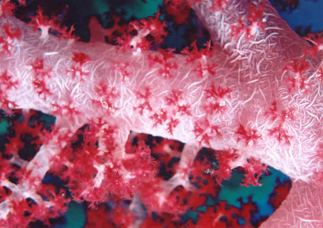 Soft Coral 6