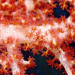 Soft Coral 7