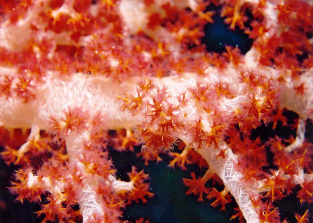 Soft Coral 7
