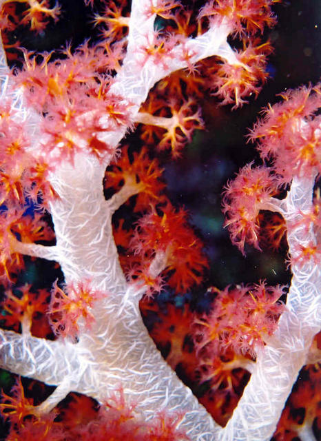 Soft Coral