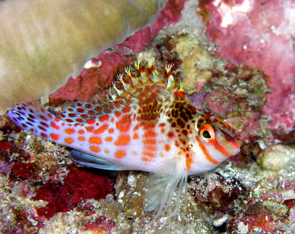 hawkfish