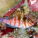 hawkfish