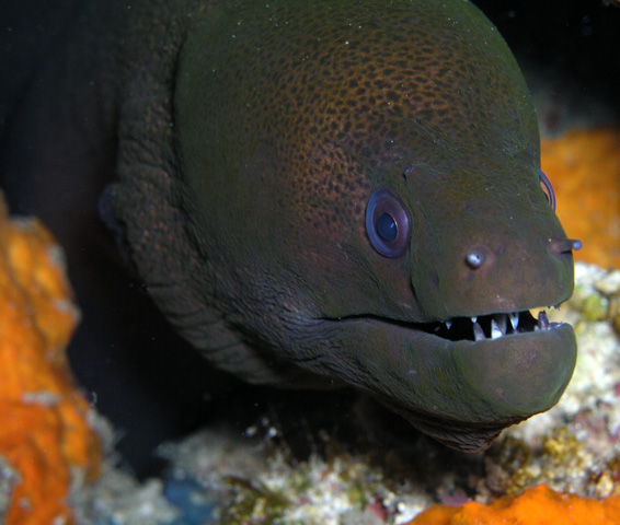 moray