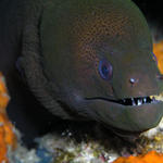 moray