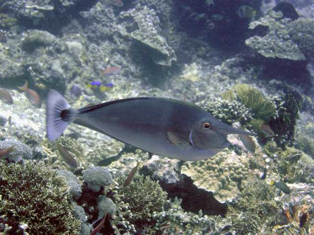 Unicornfish