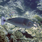 Unicornfish