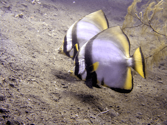 batfish