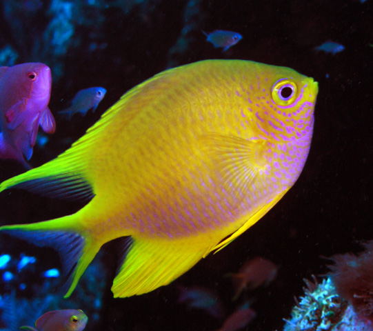 chromis