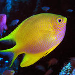 chromis