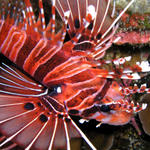 lionfish