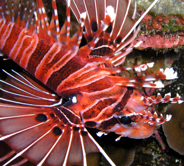 lionfish