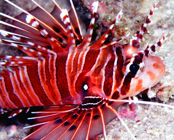 lionfish2